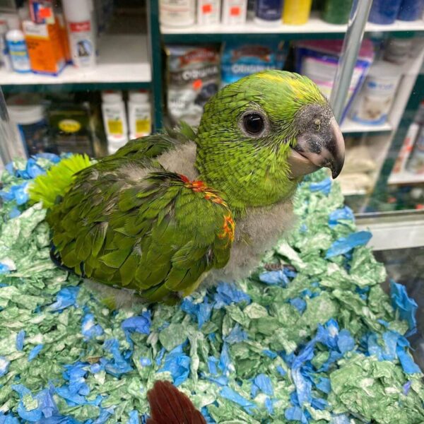 Buy Yellow-Naped Amazon Babies Online Florida 