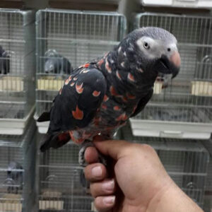 Rare Red Factor Timneh African Grey Mutation