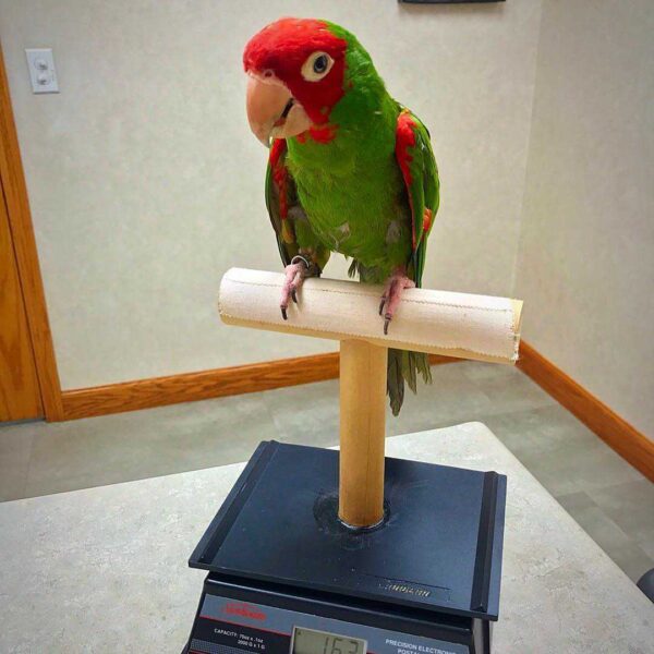 Cherry Head Conure for sale