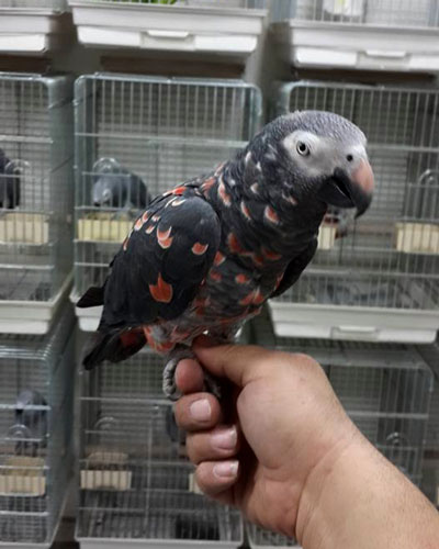 Red-Factor Timneh African-Grey Mutation for sale