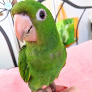 White Eyed Conure