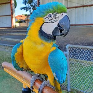 Blue and Gold Macaw