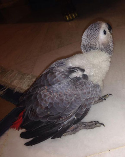 red factor-african grey babies for sale uk