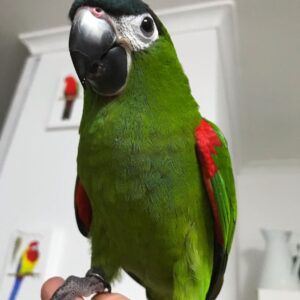 Hahns Macaw Parrots