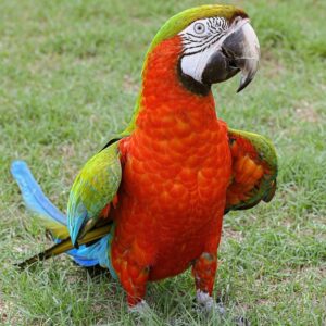 Harlequin Macaw