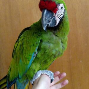 Military Macaw