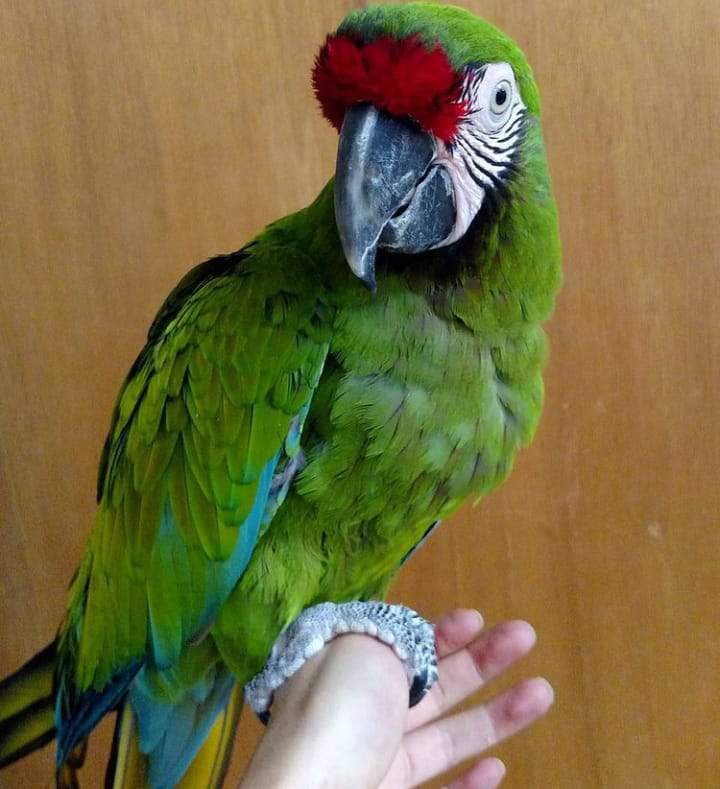 baby military macaw for sale