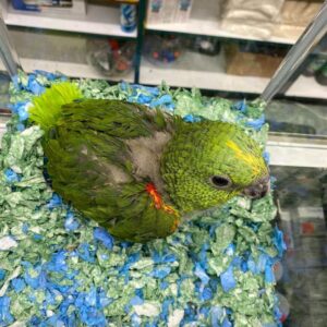 Yellow-Naped Amazon Babies