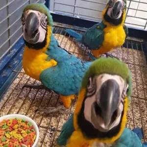 Baby Blue-&-Gold Macaw