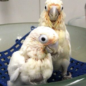 Baby Goffin Cockatoo