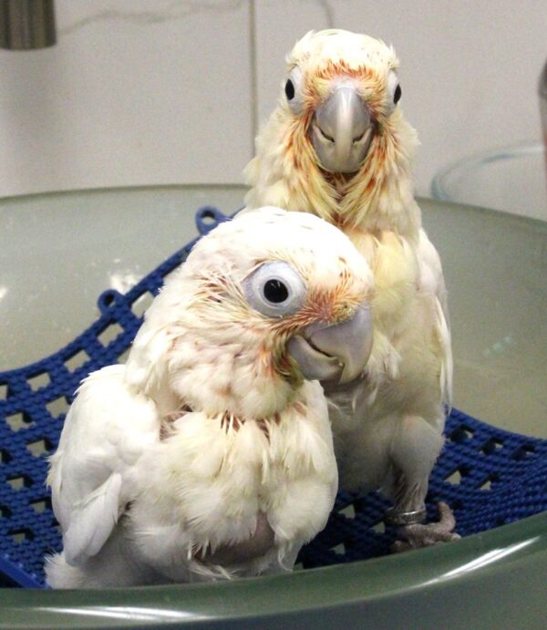 Buy baby Goffin’s Cockatoo parrots online