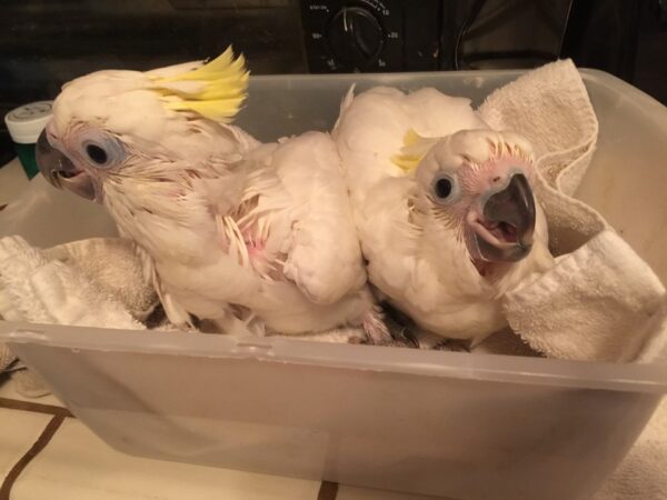 baby sulfur crested cockatoo for sale
