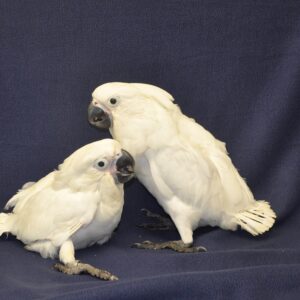 Baby Umbrella Cockatoo