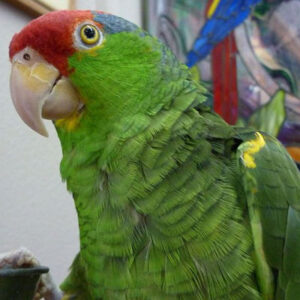 Buy Green cheeked Amazons Parrots Online Europe 