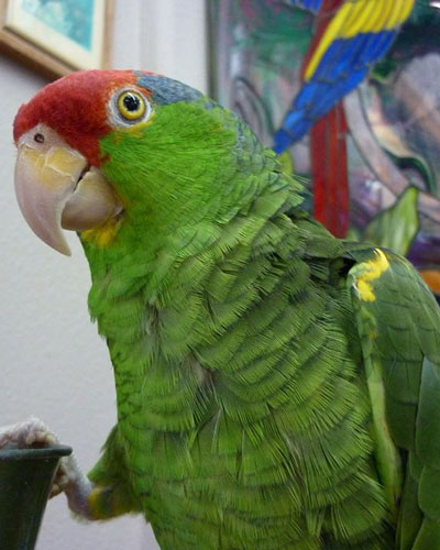 Buy Green cheeked Amazons Parrots Online Europe 