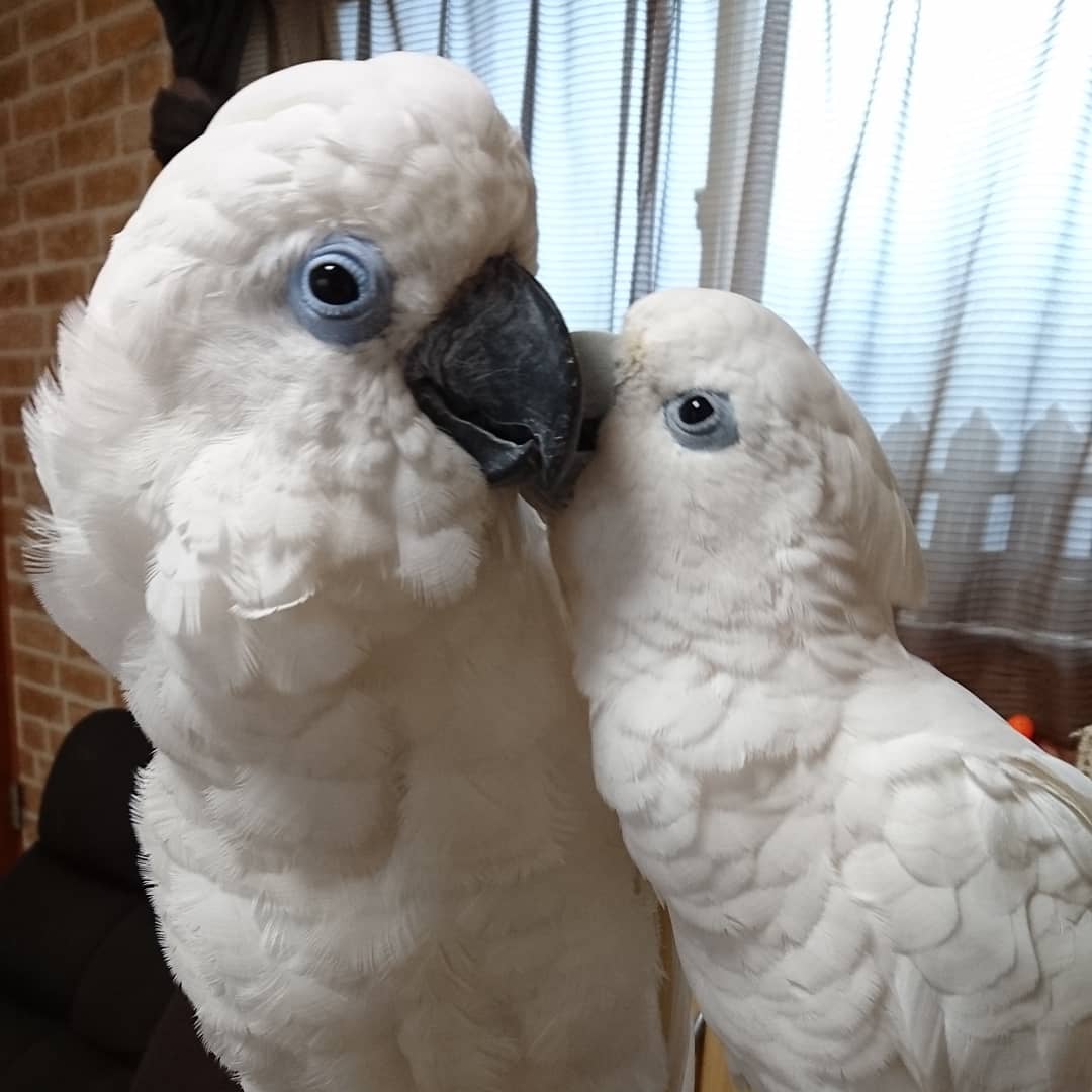 Blue-Eyed Cockatoo for sale