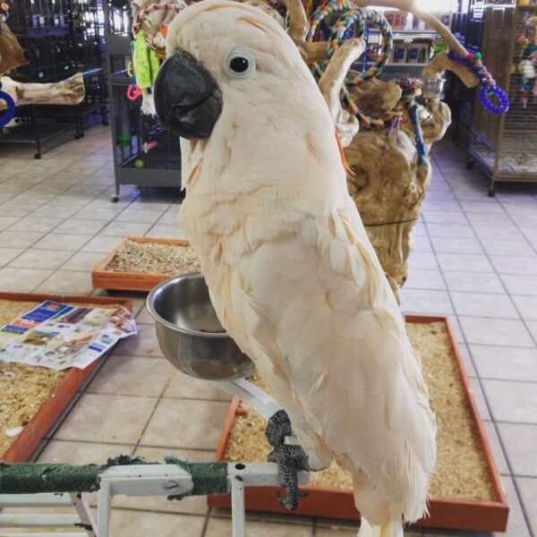 Buy Moluccan Cockatoos Online