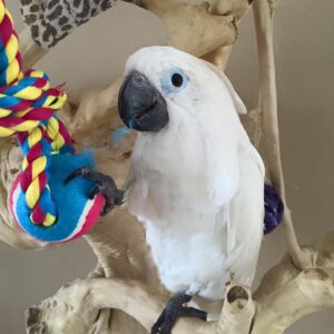 Umbrella Cockatoo Parrot