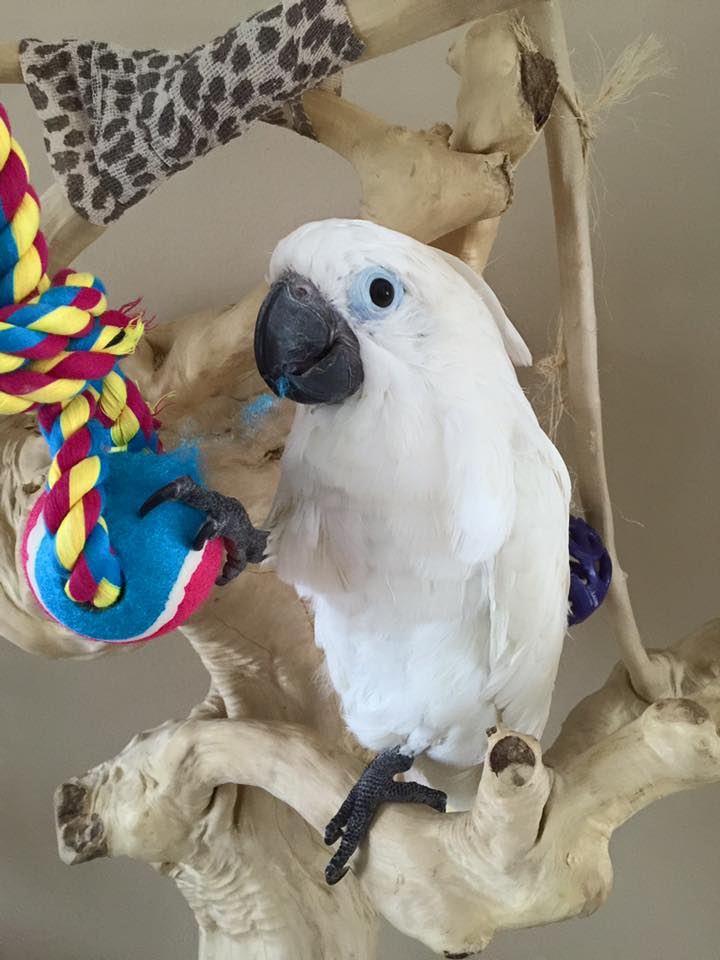 Buy umbrella cockatoo parrot for sale online