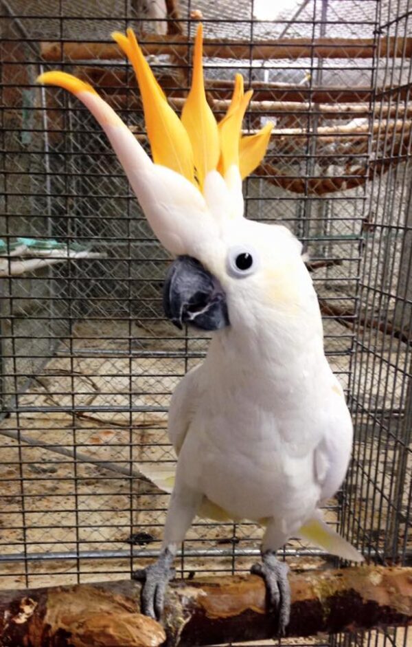 Citron-crested Cockatoo For Sale