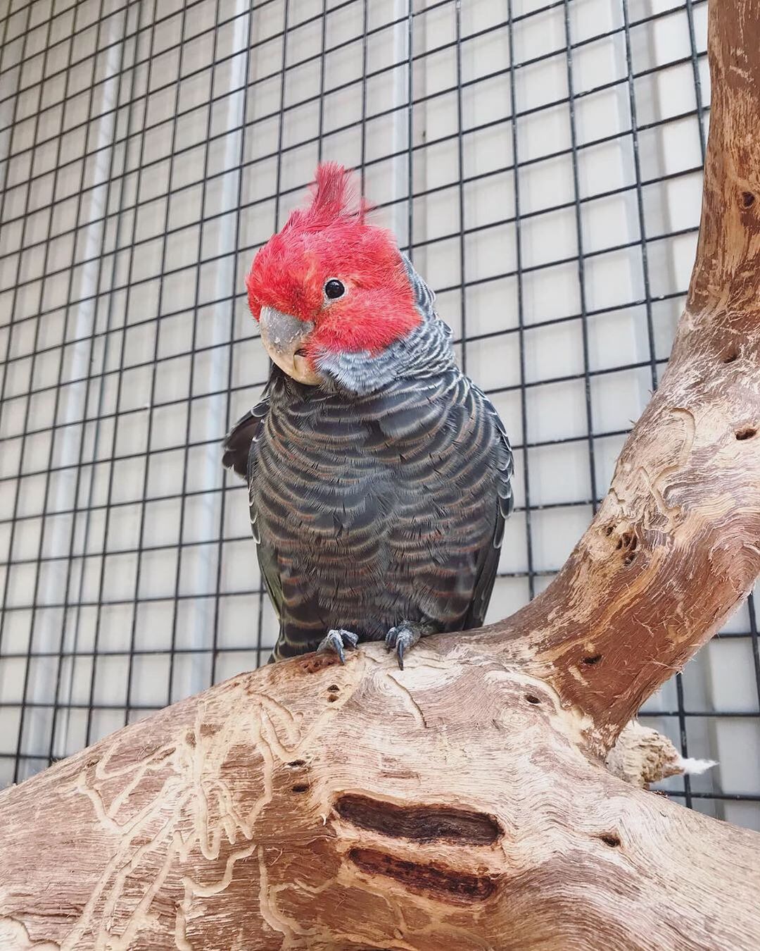 gang gang cockatoos for sale