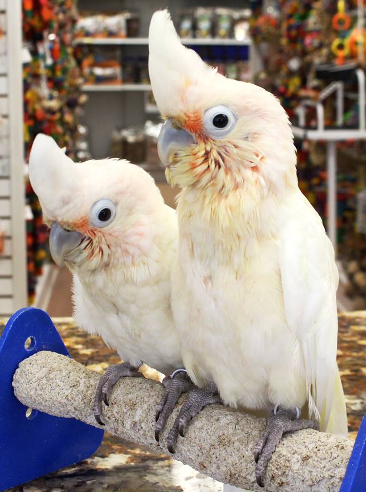 Goffin Cockatoo For Sale