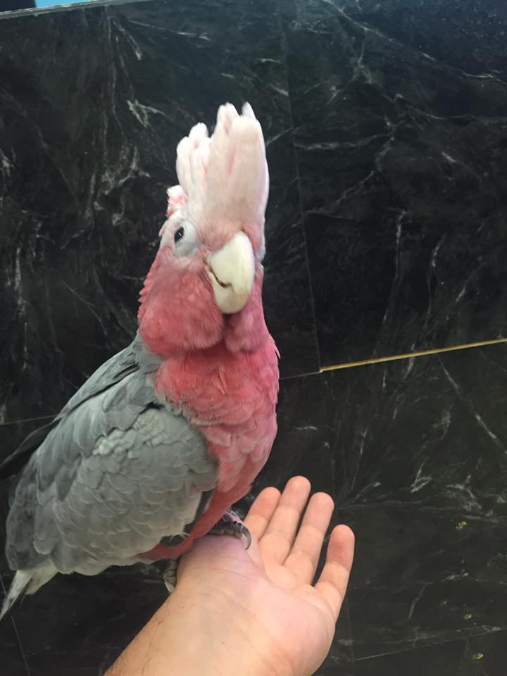 Rose Breasted Cockatoo For-Sale