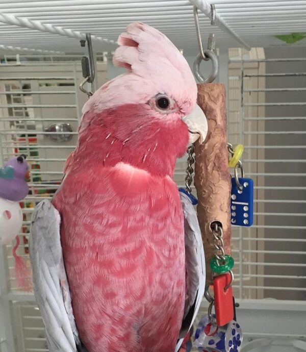 Rose Breasted Cockatoo For-Sale