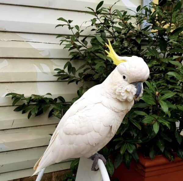 Sulphur Crested Cockatoo For-Sale