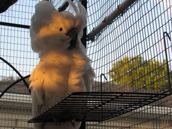 umbrella cockatoo breeder pairs for-sale