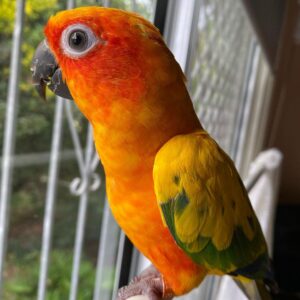 Jenday Conure