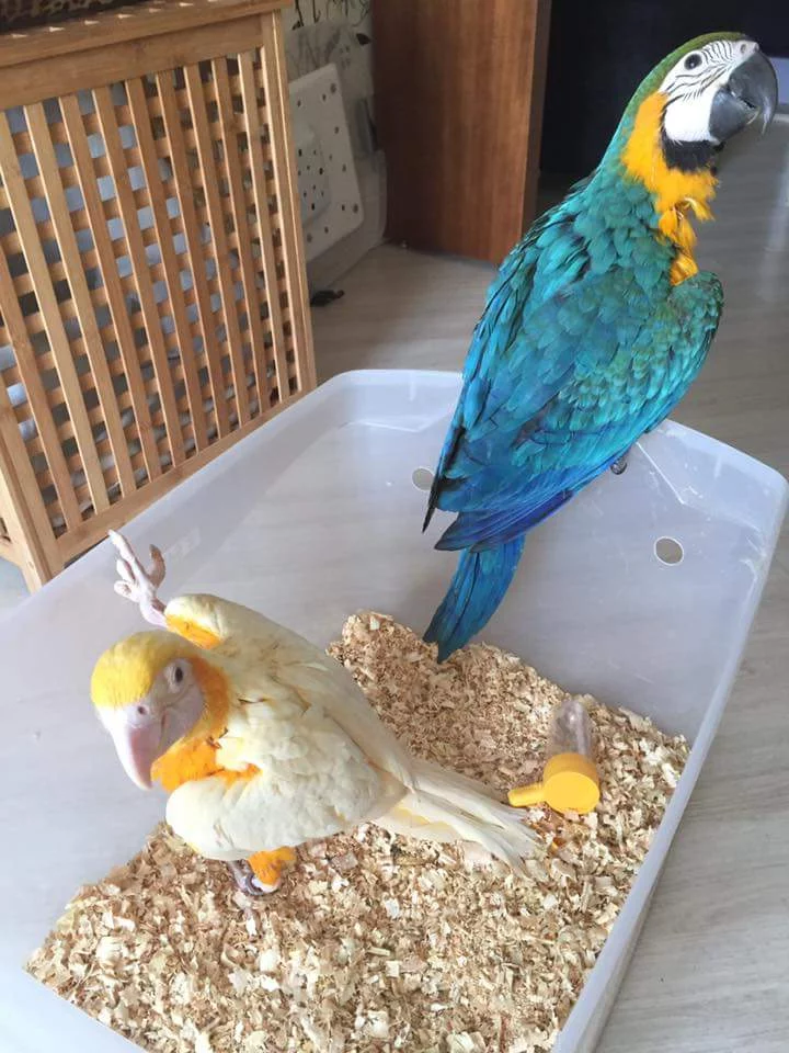Baby Lutino Macaws for sale online.
