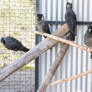 White Tailed Black Cockatoo