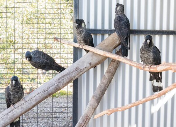 White-Tailed Black Cockatoo