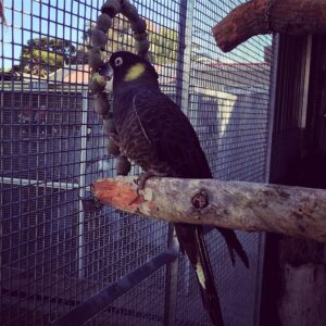 Yellow Tailed Black Cockatoo