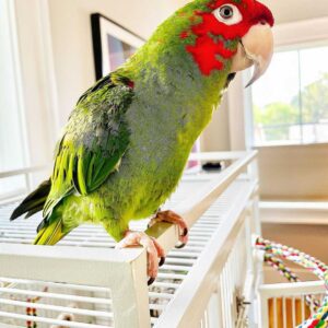 Mitred Conure