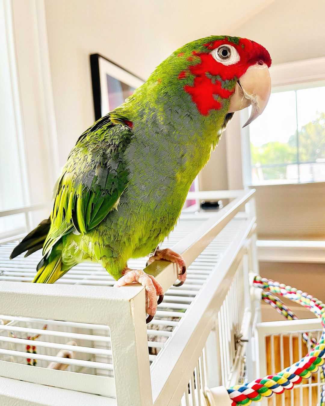 Mitred Conure for sale.