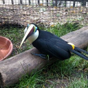 Red-Billed Toucan Parrots for sale