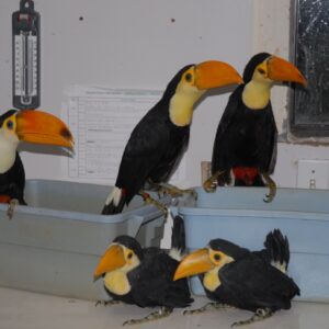 Toco Toucan Babies For Sale Online Europe