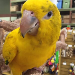 Golden Conure