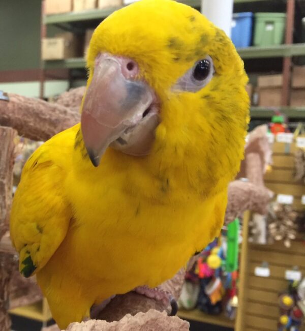 Golden Conure for Sale