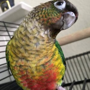 Green cheek Conure