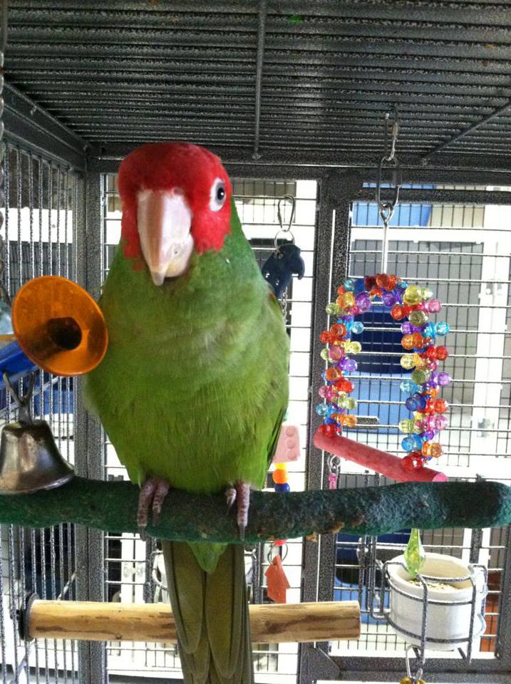 Red masked conure for sale near me