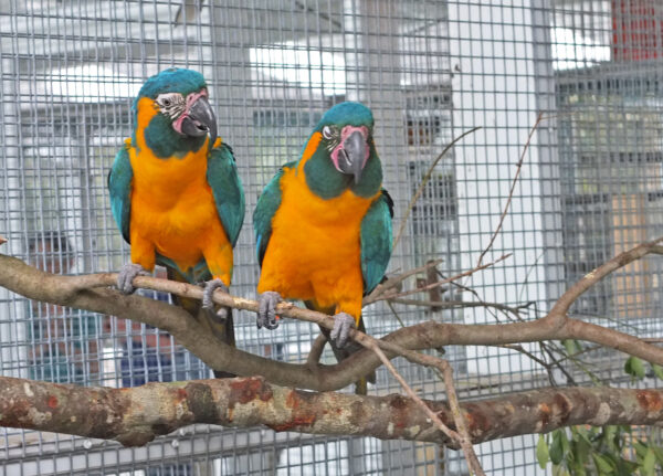 Blue Throated Macaw for Sale