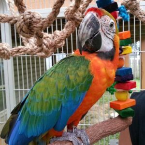 Catalina Macaw