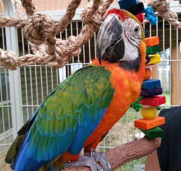Catalina Macaw for Sale