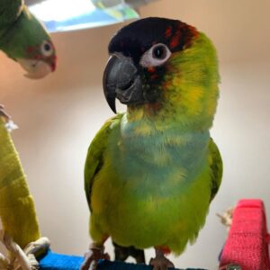 Nanday Conure