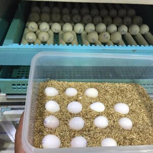 African Grey Fertile Eggs
