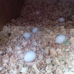 Macaw Fertile Eggs