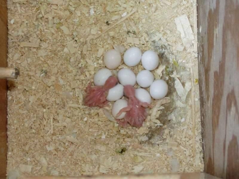 Hyacinth Macaw Eggs For-Sale